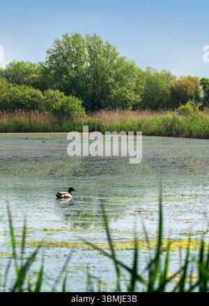 Jolie scène de campagne des niveaux du Somerset à Meare avec canard Mallard nageant sur une belle journée ensoleillée au printemps Banque D'Images