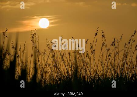 Soleil levant derrière des roseaux lumineux et silhouettés sur les niveaux Somerset, Royaume-Uni Banque D'Images