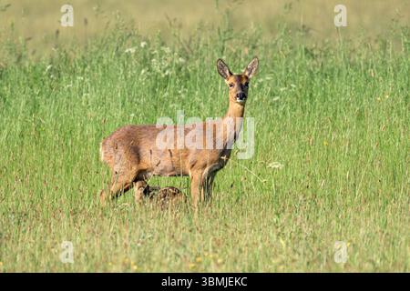 Femelle Roe Deer avec fauve nouveau-né sucant dans les champs avec de longues herbes pour le camouflage près de Chew Valley tôt le matin le matin ensoleillé lumineux Banque D'Images