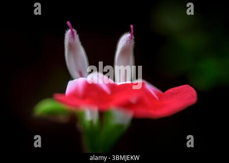 Salvia 'Hot Lips' floraison prise au niveau des yeux avec deux fleurs proches l'une de l'autre qui ressemble amusamment à de petites oreilles collant vers le haut Banque D'Images