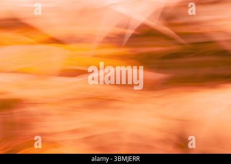 Image abstraite utilisant le feuillage pris avec Intentional Camera Movement (ICM) pour créer une image surréaliste et artistique donnant une sensation de mouvement Banque D'Images