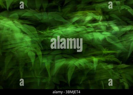 Arbre de jasmin avec feuillage vert au printemps pris en utilisant la technique Intentional Camera Movement (ICM) pour créer une image artistique surréaliste Banque D'Images