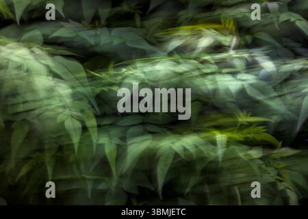 Arbre de jasmin avec feuillage vert au printemps pris en utilisant la technique Intentional Camera Movement (ICM) pour créer une image artistique surréaliste Banque D'Images