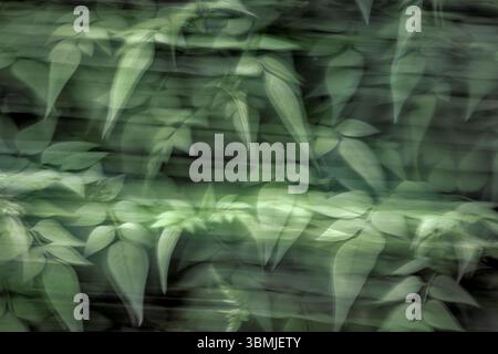 Arbre de jasmin avec feuillage vert au printemps pris en utilisant la technique Intentional Camera Movement (ICM) pour créer une image artistique surréaliste Banque D'Images