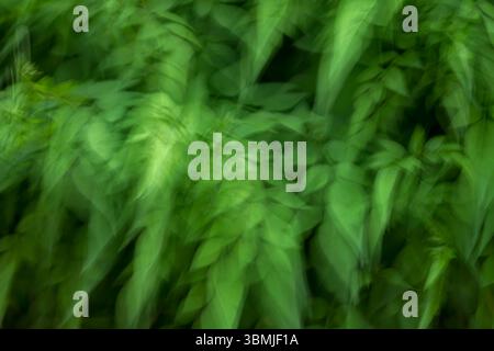 Arbre de jasmin avec feuillage vert au printemps pris en utilisant la technique Intentional Camera Movement (ICM) pour créer une image artistique surréaliste Banque D'Images
