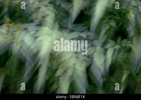 Arbre de jasmin avec feuillage vert au printemps pris en utilisant la technique Intentional Camera Movement (ICM) pour créer une image artistique surréaliste Banque D'Images
