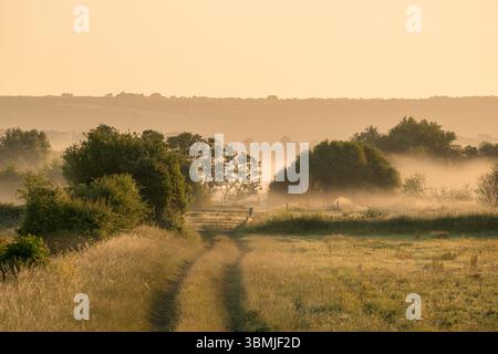 Jolie scène rurale, campagne avec brume tôt le matin juste après le lever du soleil, prise près de Meare, Somerset, Royaume-Uni Banque D'Images