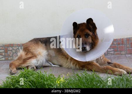 Chien berger allemand portant un collier élisabéthain protecteur couché sur un sol carrelé près de l'herbe, récupérant d'une opération chirurgicale ou d'une blessure Banque D'Images