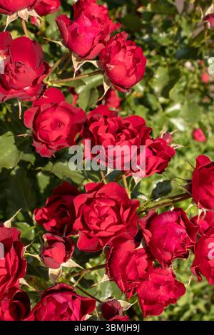 Un buisson de roses rouges à fleurs multiples. Banque D'Images