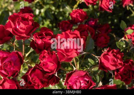 Un buisson de roses rouges à fleurs multiples. Banque D'Images