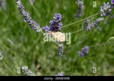 Papillon sur une fleur de lavande violette au soleil. Le papillon pollinise les fleurs dans le jardin. Fond coloré lumineux d'été. Vue de dessus Banque D'Images