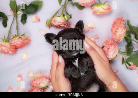 Chiot moelleux noir avec marque blanche de poitrine tenu dans les mains, couché parmi les roses roses sur fond lilas doux, portrait en gros plan studio. Banque D'Images