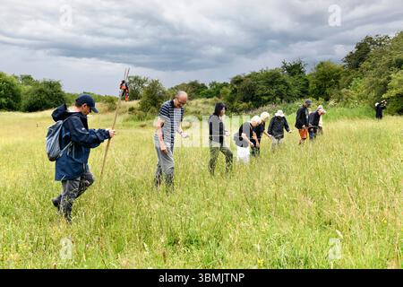 Ironbridge, Shropshire, Royaume-Uni. 22 juin 2025. Bénévoles en écologie du dénombrement annuel des orchidées des réserves naturelles locales de Lodge Field et Beeches Fields. Banque D'Images