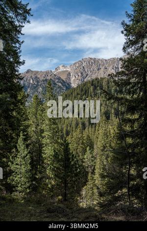 Pic de montagne au-dessus de la forêt verte dense dans les Dolomites, vu à travers de grands pins sous un ciel bleu. Photo de haute qualité Banque D'Images