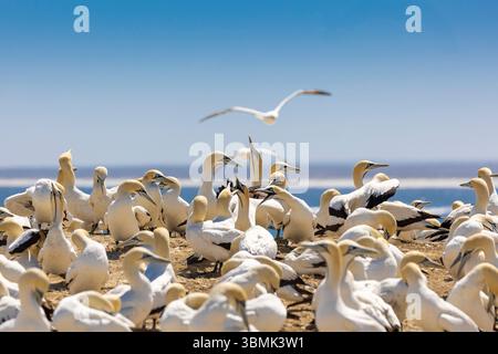 Une colonie de reproduction de gannets du Cap (Morus capensis) comportement en gros plan Banque D'Images