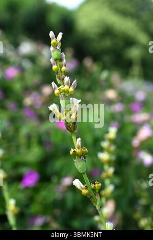 Fleurs d'été jaune crémeux de sisyrinchium striatum, allant à Seed UK Garden juin Banque D'Images