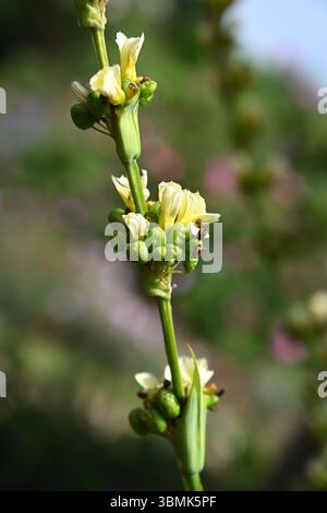 Fleurs d'été jaune crémeux de sisyrinchium striatum, allant à Seed UK Garden juin Banque D'Images