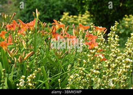 Fleurs d'été jaune crème de sisyrinchium striatum et orange Hemerocallis ou lys jour UK jardin juin Banque D'Images