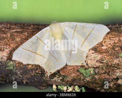 Papillon à queue d'hirondelle britannique adulte, Ourapteryx sambucaria, vol d'été dans un jardin britannique Banque D'Images
