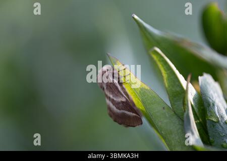 Papillon cramoisi (Macrothylacia rubi) mâle. Insecte de la famille des Lasiocampidae Banque D'Images
