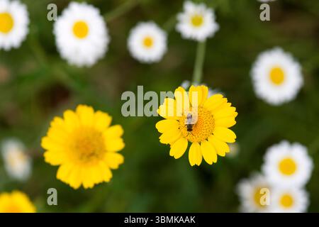 Une petite abeille, peut-être une abeille à sillon blanc (Lasioglossum leucozonium) sur une fleur de Marigold du maïs (Glebionis segetum ou Chrysanthemum segetum) dans le Somerset, en Angleterre. Banque D'Images