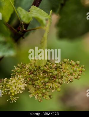 Macro-photographie en gros plan d'une vigne en fleurs (inflorescence) avec un ensemble de fruits précoces. De minuscules baies vertes sont groupées au milieu de délicates fleurs blanches. Banque D'Images