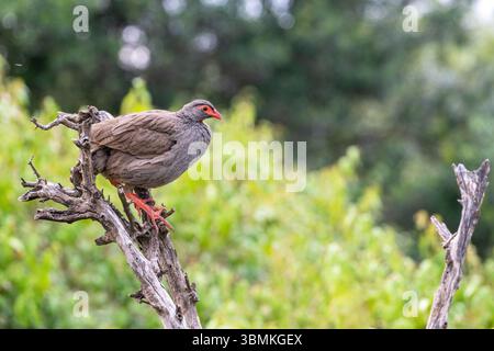 Francolin à bec rouge (red-necked Pternistis afer) Banque D'Images