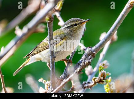 Une Paruline de Hume (Phylloscopus humei) perchée sur une branche dans la forêt. Province du Shanxi, Chine. Banque D'Images