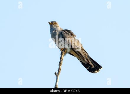 Un coucou (Cuculus canorus) perché sur un bâton. Province du Heilongjiang, Chine. Banque D'Images