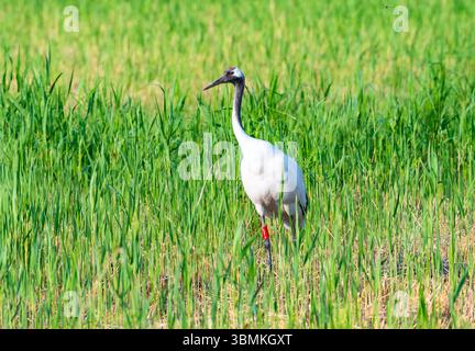 Grue sauvage à couronnes rouges (Grus japonensis) qui se nourrit de graminées. Province du Heilongjiang, Chine. Banque D'Images