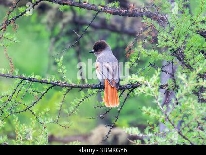 Un Jay de Sibérie (Perisoreus infaustus) perché sur une branche dans la forêt. Mongolie intérieure, Chine. Banque D'Images