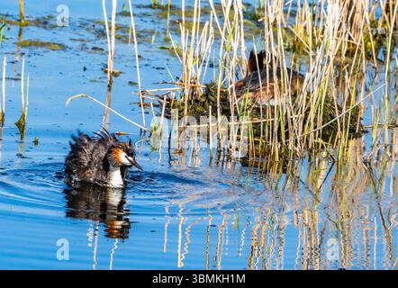 Une paire de Grebes à crête (Podiceps cristatus) nichant dans un marais. Mongolie intérieure, Chine. Banque D'Images