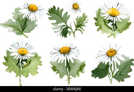 Aquarelle camomilles isolées sur un fond blanc. Illustration d'herbe dessinée à la main. Image vectorielle Illustration de Vecteur