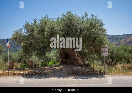Vue frontale d'un olivier vieux de 910 ans dans la Crète rurale, Grèce. Tronc altéré, couronne luxuriante, drapeau français et panneau d'information clair créent un unique Banque D'Images