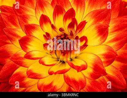 Vue macro de Dahlia « Fun Flame » avec des pétales jaunes vifs bordés d'orange ardent, soulignant le contraste spectaculaire et la couleur audacieuse de l'été. Banque D'Images