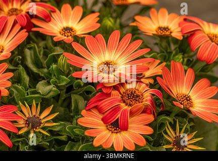 Gros plan des fleurs orangées de Osteospermum Coral Magic exposées lors d'un spectacle de fleurs. Banque D'Images