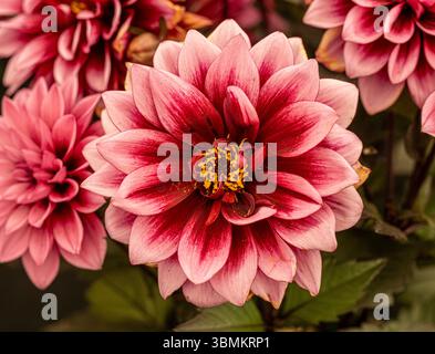 Dahlia « Chocolate Rose » en pleine floraison, avec de riches pétales Bordeaux et rose blush. Banque D'Images