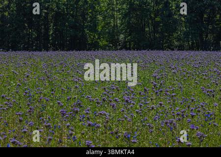 Phacelia tanacetifolia en pleine floraison sur un champ d'été, cultivé comme plante de miel pour attirer les pollinisateurs, soutenir l'apiculture et l'équilibre écologique Banque D'Images