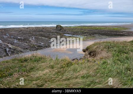 Herbe tourbillonnant dans la brise regardant vers le bas du sentier côtier à Widemouth Bay Beach Cornwall Banque D'Images