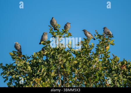 Un groupe d'étourneaux (Creatophora cinerea) est perché sur un arbre dans le delta de l'Okavango au Botswana. Banque D'Images