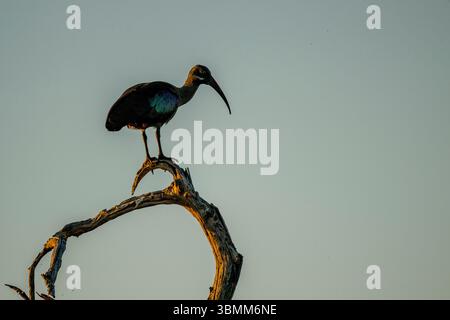 Une hadada ibis (Bostrychia hagedash) perchée dans la lumière du soir sur un arbre dans le delta de l'Okavango au Botswana. Banque D'Images