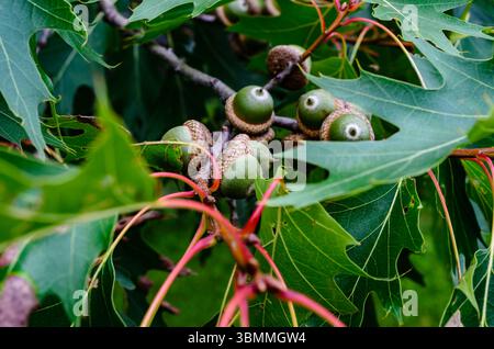 Grappe de glands verts sur une branche de chêne Banque D'Images