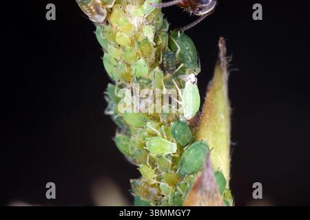 Greenfly, pucerons également appelés mouches noires. Petits insectes suceurs de sève de la famille des Aphididae. Une colonie de formes sans ailes sur une pousse de plante. Banque D'Images