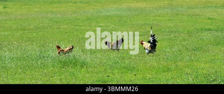 Un coq et deux poules marchant à travers une prairie verte par une journée ensoleillée. Scène rurale paisible avec des oiseaux de ferme explorant l'herbe. Concept de ferme de plein air Banque D'Images