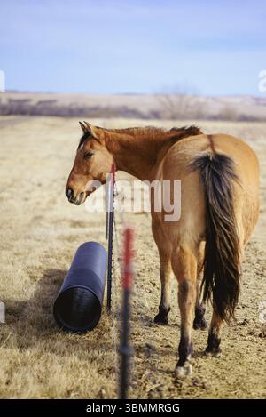 Bay Horse marchant le long de la clôture dans le champ sec Banque D'Images