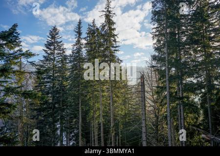 Green Trail à travers Nosal, Zakopane, Pologne Banque D'Images