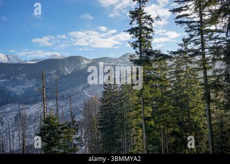 Green Trail à travers Nosal, Zakopane, Pologne Banque D'Images