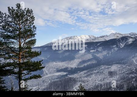 Green Trail à travers Nosal, Zakopane, Pologne Banque D'Images