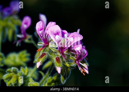 Pelargonium graveolens est également connu sous le nom de géranium rose, géranium parfumé doux, géranium rose à l'ancienne et géranium rose-parfum. Banque D'Images