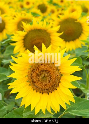 Champ de tournesol dans le Palatinat, Rhénanie-Palatinat, Allemagne Banque D'Images